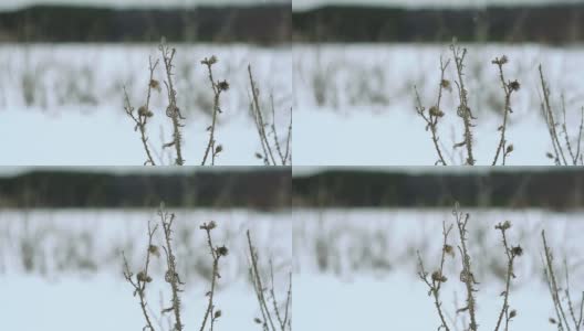 雪花飘落在美丽的灰色冬日风景上高清在线视频素材下载