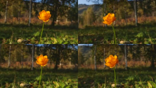 黄花特写-阿尔泰自然保护区高清在线视频素材下载