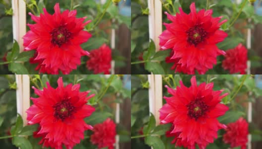 红色的大丽花聚集在花园里。有选择性的重点高清在线视频素材下载