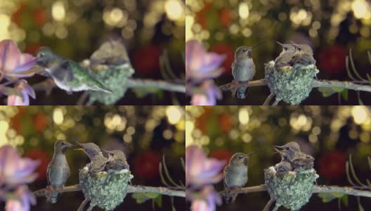 雌蜂鸟用不同的姿势喂养饥饿的蜂鸟宝宝，并在蜂鸟周围盘旋高清在线视频素材下载
