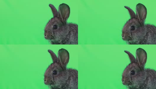 可爱的黑色兔子上的绿色背景色键高清在线视频素材下载