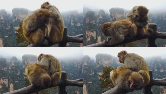 许多猕猴生活在中国的张家界高清在线视频素材下载