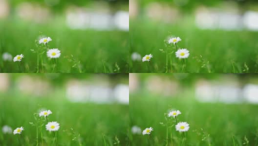 绿色草地上的三朵雏菊的特写。高清在线视频素材下载