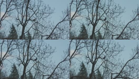 挪威哈丹吉尔树上的乌鸦高清在线视频素材下载