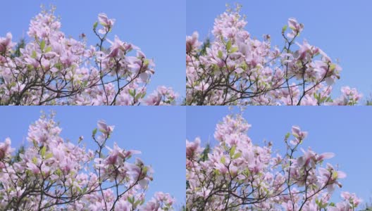 玉兰粉红色的花盛开，玉兰树枝蔚蓝的天空四月五月春天高清在线视频素材下载