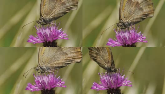 蝴蝶在紫色的蓟花里寻找花粉高清在线视频素材下载