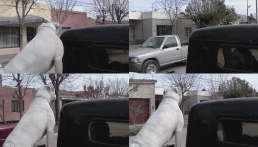 皮卡车后挡板上的白色拳师犬。高清在线视频素材下载