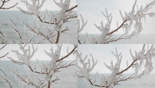 树枝上覆盖着冰层，背景是大海高清在线视频素材下载