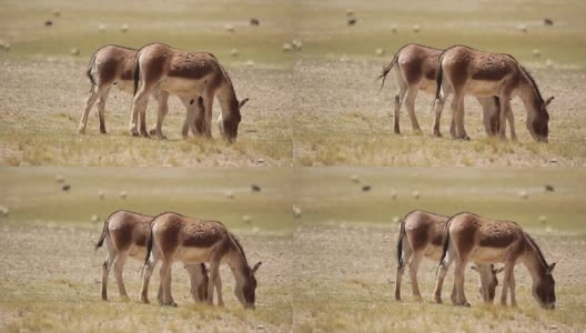 可可西里自然保护区的西藏野驴高清在线视频素材下载