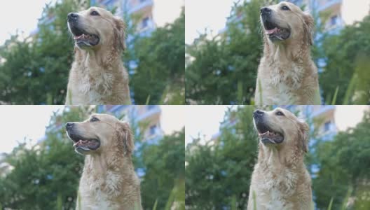 可爱和潮湿的金毛寻回犬在城市公园高清在线视频素材下载