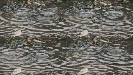 清澈的雨水高清在线视频素材下载