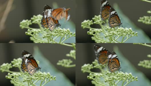 butterflyfeeding形成花高清在线视频素材下载