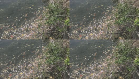 樱花花瓣随着池塘里的波浪漂浮在河边的一角高清在线视频素材下载