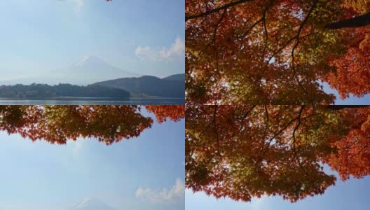 秋天富士山的红枫高清在线视频素材下载