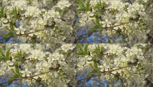 蜜蜂在盛开的白色樱花上采集花蜜。高清在线视频素材下载