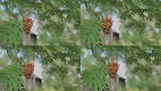 特写的橙色花楸浆果或山梣树成熟的浆果在秋天高清在线视频素材下载