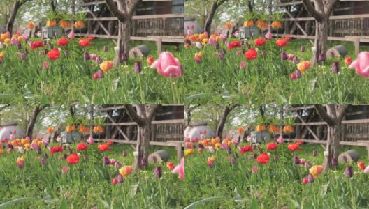春天，许多美丽的鲜花在花园里盛开高清在线视频素材下载