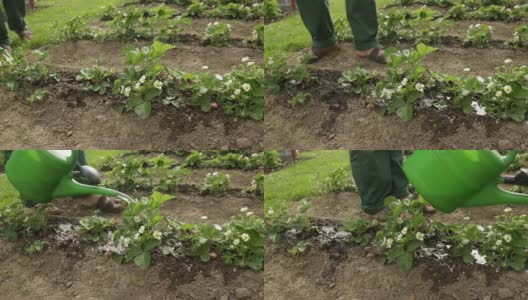 园丁在给一小块草莓地浇水高清在线视频素材下载