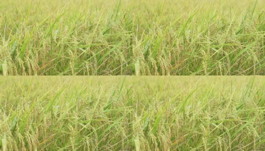 泰国乡村的稻田，高清在线视频素材下载