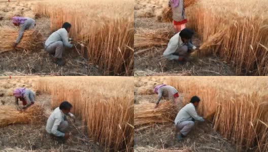 印度农民用镰刀收割小麦高清在线视频素材下载
