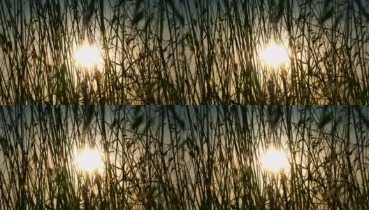 暖暖的夕阳和草木4k高清在线视频素材下载