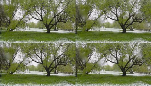 异常的天气。春天，雪落在绿树上。飘落的雪花在草地上的公园里。高清在线视频素材下载