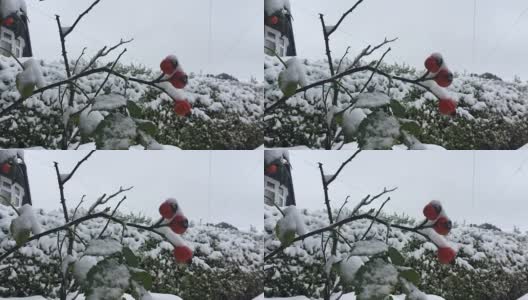 清脆的白雪落在一个古雅的英国花园的冬季浆果灌木上(高清，慢动作)高清在线视频素材下载