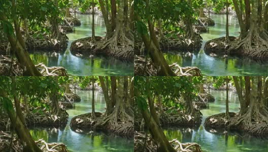 泰国甲米的那片红树林高清在线视频素材下载