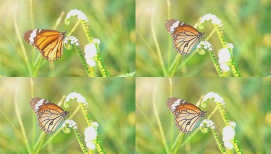 在花园里，蝴蝶在花瓣上飞舞。它美丽的黑橙色蝴蝶在早晨的白花上。成年蝴蝶的翅膀很大，通常颜色鲜艳。高清在线视频素材下载