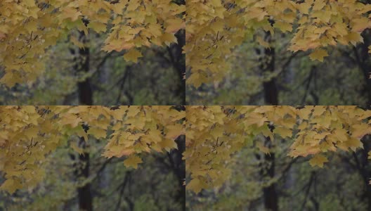 Season of beautiful autumn leaves高清在线视频素材下载