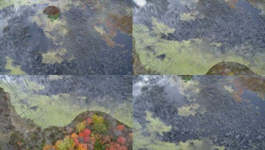 秋季，空中俯瞰湿地和色彩斑斓的森林高清在线视频素材下载