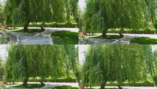 柳树垂挂，垂挂在公园里的柳树，高大的柳树，高清在线视频素材下载
