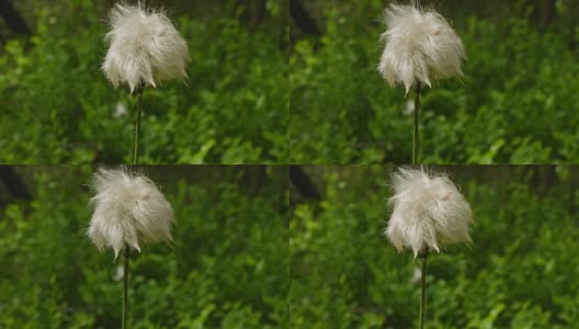 巴伐利亚森林中的棉花草高清在线视频素材下载