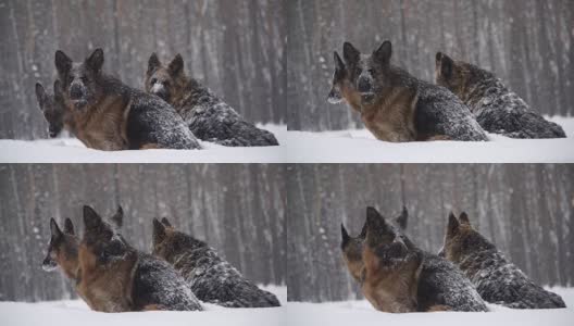 牧羊犬。牧羊犬在雪地里奔跑高清在线视频素材下载