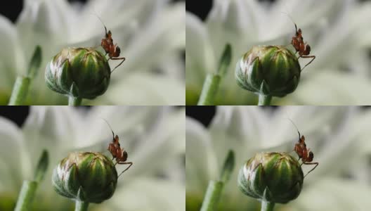 小花螳螂在花蕾上高清在线视频素材下载