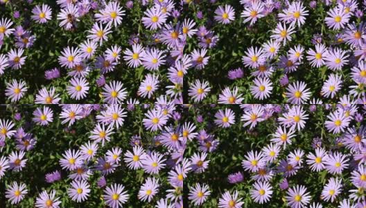 紫色纽约紫苑。有金色花心的类似雏菊的花(Symphyotrichum novii - belgium)高清在线视频素材下载