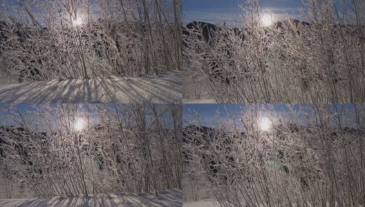 在清晨的阳光下，娇嫩的冰冻灌木树枝。山上的冬天。影子落在白雪上。UHD 4 k高清在线视频素材下载