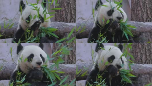 大熊猫(Ailuropoda melanoleuca)也叫熊猫熊或熊猫，是中国中南部的一种熊。高清在线视频素材下载