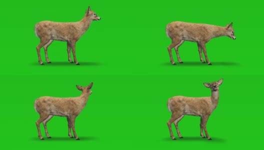 Doe在绿色屏幕上空闲。概念动物、野生动物、游戏、返校、3d动画、短视频、电影、卡通、有机、色度键、角色动画、设计元素、可循环高清在线视频素材下载