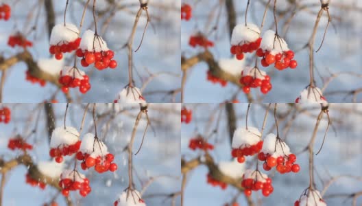 冬天雪下冻荚。雪中的荚蒾。第一场雪。美丽的冬天高清在线视频素材下载