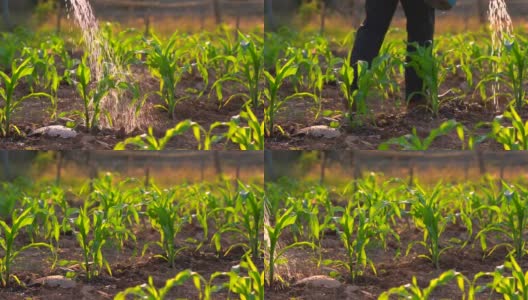 玉米地或玉米田和灌溉或园艺植物在农村有机农场农业中，美丽的阳光照射在玉米茎上生长在土壤上高清在线视频素材下载