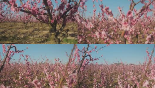 桃树在春天开花高清在线视频素材下载