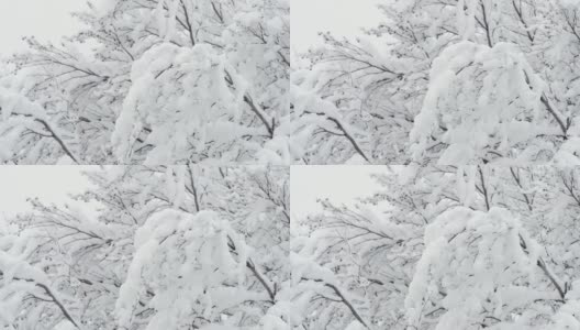 白雪覆盖的树木在冬日的大雪中被一阵阵的风吹着高清在线视频素材下载