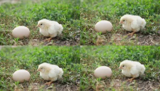 小鸡，特写，草地上的小鸡。高清在线视频素材下载