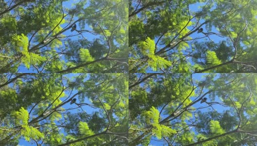蓝花楹树上的澳洲喜鹊鸟高清在线视频素材下载