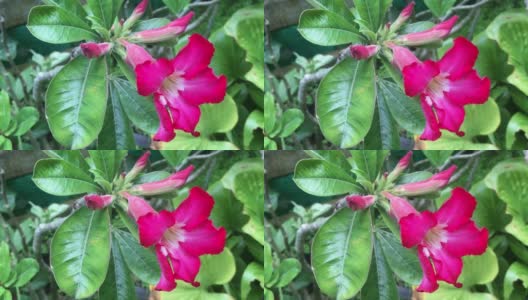 红色杜鹃花在黎明的花园里盛开的视频。高清在线视频素材下载