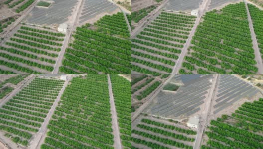 果园，柑橘树的种植。树木生长在干旱的土地上，由人工水库灌溉。高清在线视频素材下载