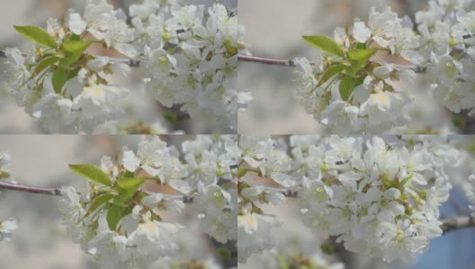 4k视频剪辑的甜樱桃树花开花和生长在蓝色的背景。鸟李属开花的白色小花。视频9:16的比例。高清在线视频素材下载