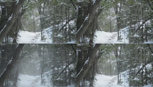 在冬天森林。昨天下的雪就像风吹来的暴风雪高清在线视频素材下载