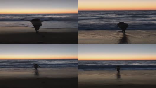 年轻女子跑向海边欣赏日落美景高清在线视频素材下载